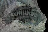 Metacanthina Trilobite - Lghaft, Morocco #165921-5
